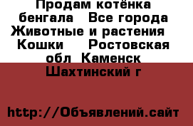 Продам котёнка бенгала - Все города Животные и растения » Кошки   . Ростовская обл.,Каменск-Шахтинский г.